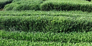 航拍绿茶种植园