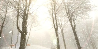 冬季景观,降雪,阳光