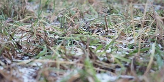 田野上又干又绿的草上覆盖着雪。