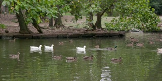 夏天池塘上的鸭子。