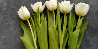 白色郁金香花在深灰色背景平躺4K视频俯视图。妈妈生日快乐，三月八日女人，母亲节的概念。惊喜礼物春天鲜花花束礼物