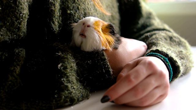 Guinea Pigs Are Good Pets For Kids