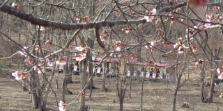 日本。3月初。Tochige市公园里的游乐火车和樱花。
