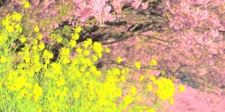 春日，油菜花与川崎樱花树交相辉映