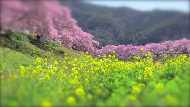 下嘉摩河边盛开的川崎樱花树和油菜花