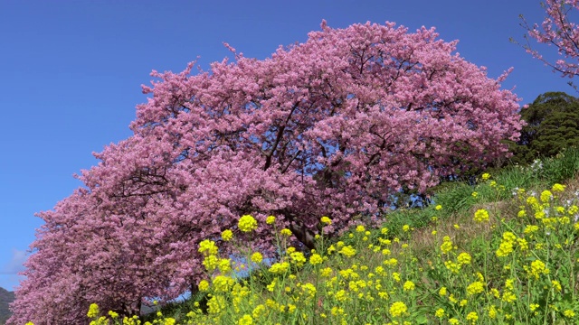 下嘉摩河边盛开的川崎樱花树和油菜花