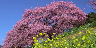 下嘉摩河边盛开的川崎樱花树和油菜花