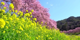 下嘉摩河边盛开的川崎樱花树和油菜花