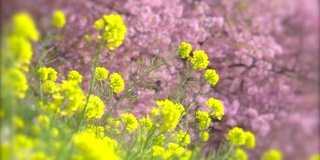 下嘉摩河边盛开的川崎樱花树和油菜花