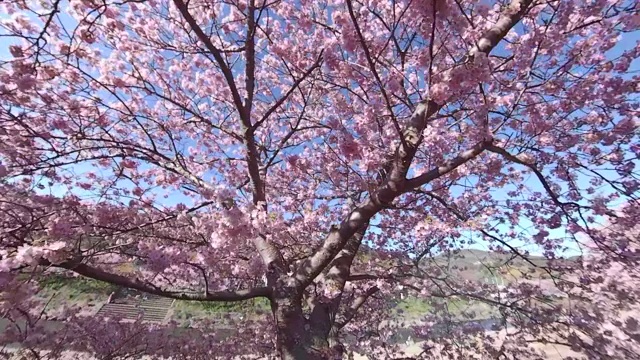 在川崎樱花下漫步