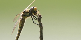 四斑羚(Libellula quadrimaculata) -兴安自然保护区