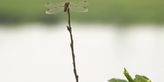 四斑羚(Libellula quadrimaculata) -兴安自然保护区