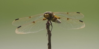 四斑羚(Libellula quadrimaculata) -兴安自然保护区