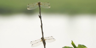 四斑羚(Libellula quadrimaculata) -兴安自然保护区