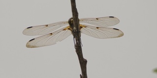 四斑羚(Libellula quadrimaculata) -兴安自然保护区