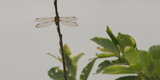 四斑羚(Libellula quadrimaculata) -兴安自然保护区