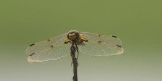 四斑羚(Libellula quadrimaculata) -兴安自然保护区