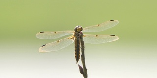 四斑羚(Libellula quadrimaculata) -兴安自然保护区