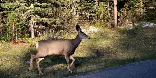 一对棕色的鹿穿过马路，在国家公园的森林里跳跃