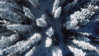 空中雪冬森林视频素材模板下载