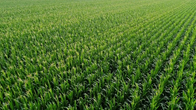 玉米收获前的田野，鸟瞰图