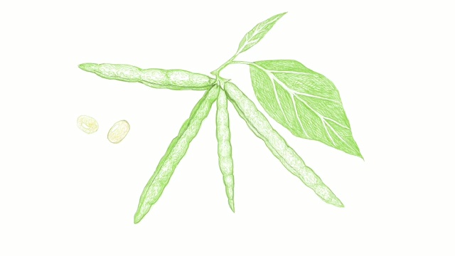 手绘的蛾豆植物和豆荚视频剪辑