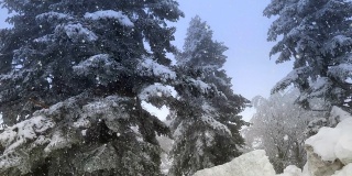 在暴风雪股票视频的冬天，雪花落在雪上的云杉树上