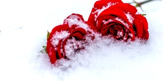 雪花落在玫瑰花上