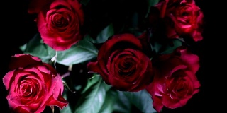 特写五朵鲜红玫瑰