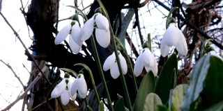 小白的春天花雪花莲或普通雪花莲(雪花莲)是春天的象征。