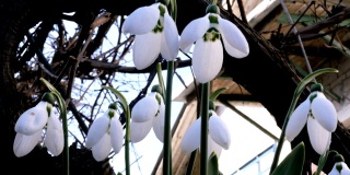小白的春天花雪花莲或普通雪花莲(雪花莲)是春天的象征。