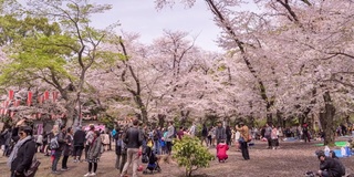 樱花节公园派对