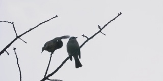 两只鸟在冬天的树上休息