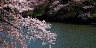 日本东京千鸟渊公园，樱花花瓣飘落