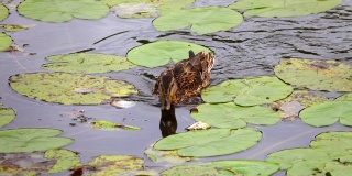 鸭子在池塘里游泳
