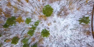 冬季森林鸟瞰图
