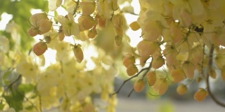近距离观察印度金莲花或金雨花盛开在阳光下的树在夏天的季节。一束热带黄花在树枝上摇曳。