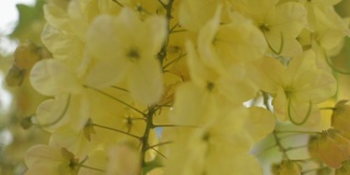 近距离观察印度金莲花或金雨花在夏天盛开在树上。一束热带黄花在树枝上摇曳。