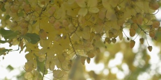 近距离观察印度金莲花或金雨花在夏天盛开在树上。一束热带黄花在树枝上摇曳。
