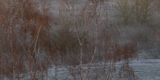 2020年3月8日，德国柏林施潘道附近福尔肯湖的晨霜