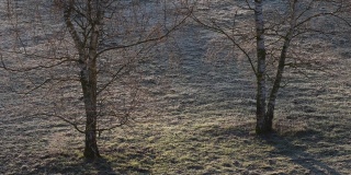 2020年3月8日，德国柏林施潘道附近福尔肯湖的晨霜