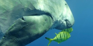 海牛在一群金鱼的陪伴下在蓝色的水中慢慢地游着。水下拍摄，特写，摄像机向前移动。红海
