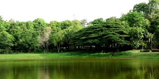 美丽的绿树阴影在河上