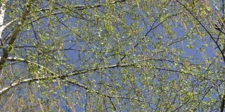 春天，城市里的桦树在白天开花