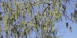 春天，城市里的桦树在白天开花