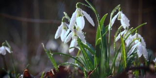 春雨期间，森林中盛开着雪白的雪花莲花。