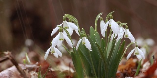春雨期间，森林中盛开着雪白的雪花莲花。