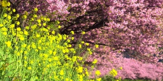河岸上盛开着油菜花的川崎樱花树