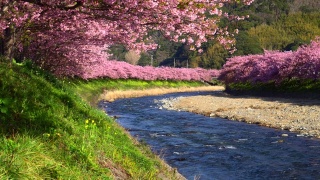 河岸上盛开着油菜花的川崎樱花树视频素材模板下载