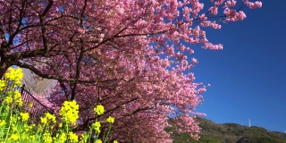 河岸上盛开着油菜花的川崎樱花树